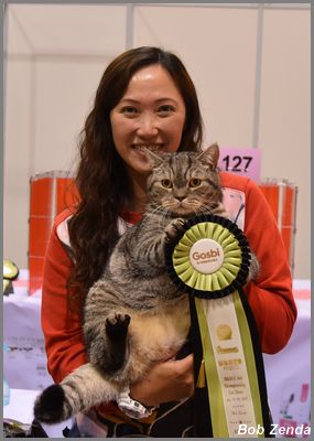 Tiger Baby - Best HHPet